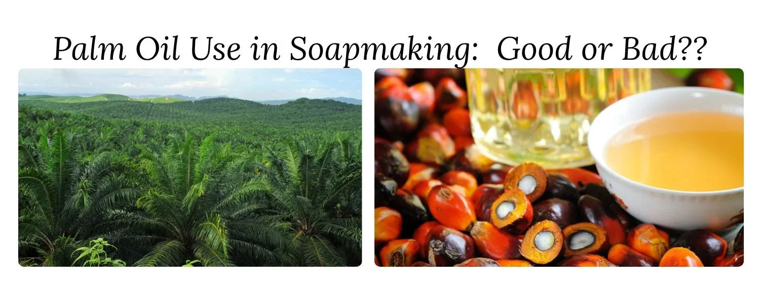 Palm tree field, palm fruit and palm oil.